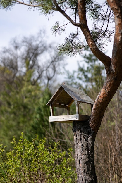 A bird house on a tree in a forest