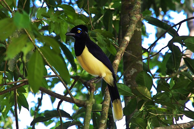 The bird on iguazu falls in argentina and brazil