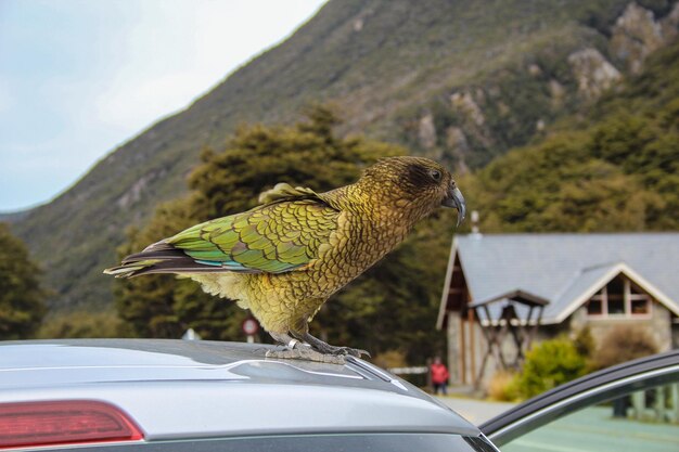 写真 車の中の鳥