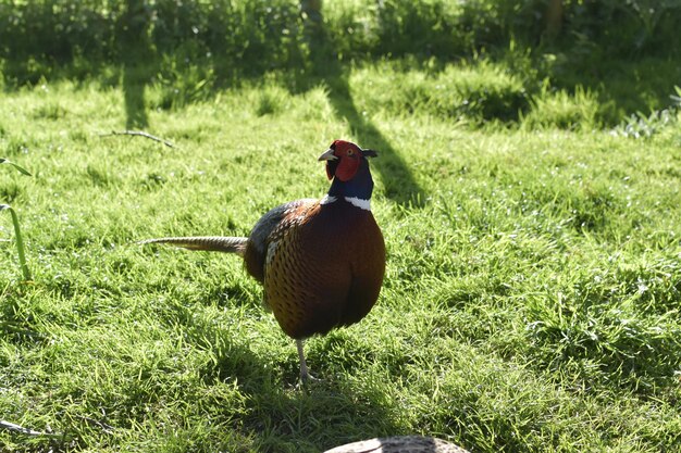 写真 野原の鳥