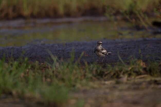 写真 野原の鳥