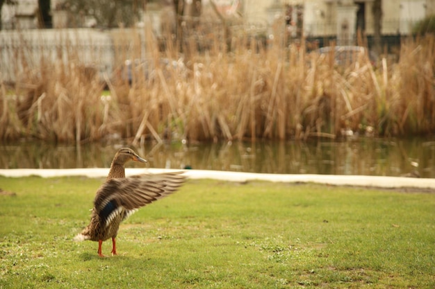 写真 野原の鳥