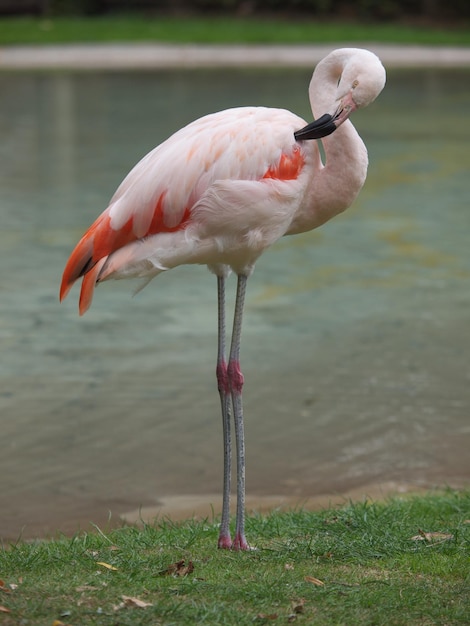 写真 水中の鳥