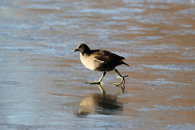 写真 湖の鳥