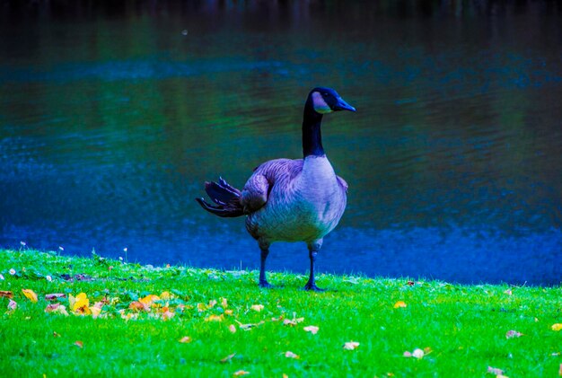 写真 湖の鳥