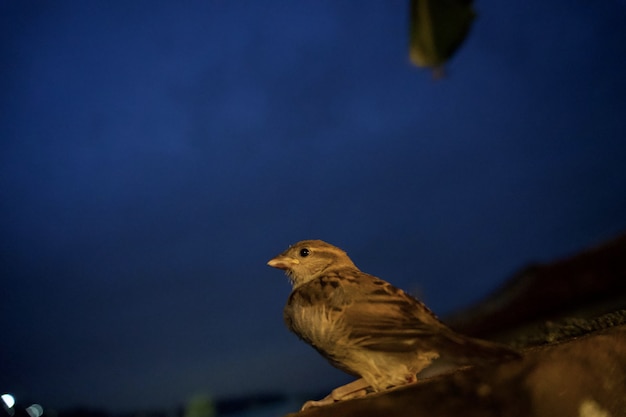 写真 庭の鳥