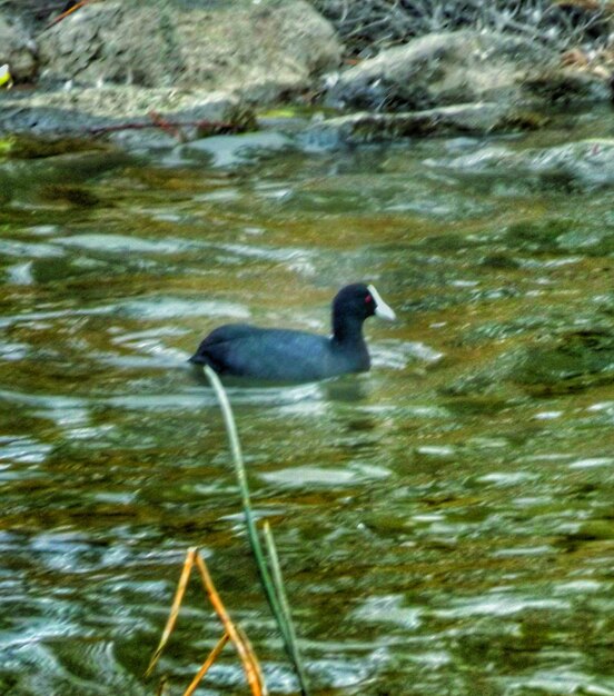 写真 水中の鳥