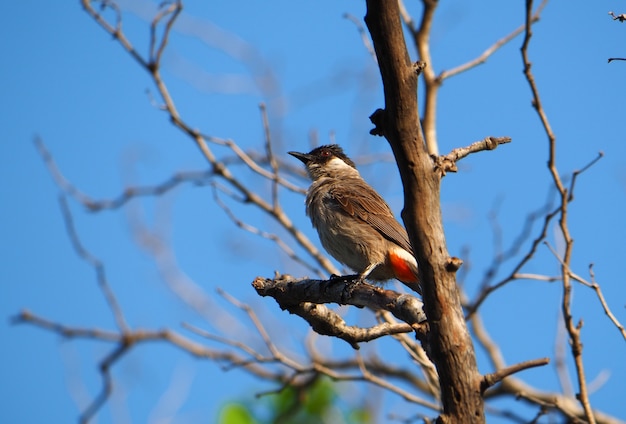 The bird is on a branch and blue sky.