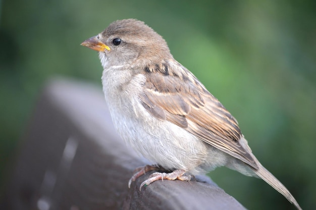 鳥は茶色と白です