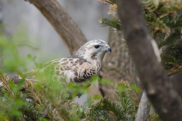 Photo the bird is a common buzzard hiding in the conifersbuteo bute