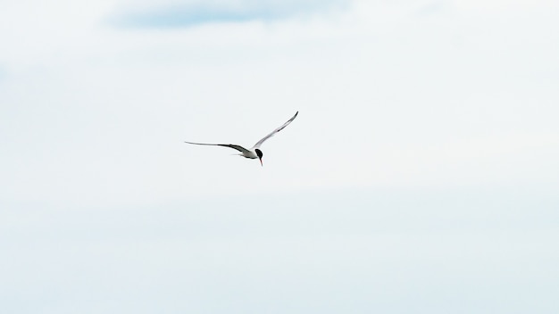 Bird is flying in a blue sky, Anapa, Russia.