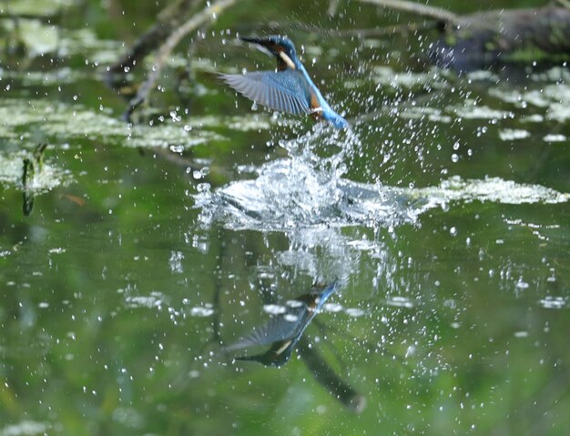 a bird is flying over a body of water with a splash of water