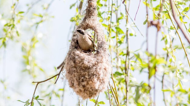 a bird is hanging on a branch with a blue sky in the background