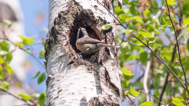 a bird is in a hole in a tree with a bird nest in it