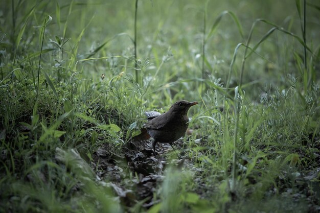 鳥は鬱蒼とした緑の中で餌を探しています