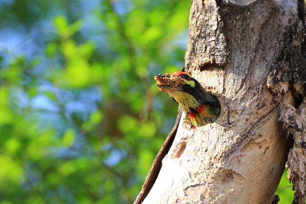 새가 나무에 둥지를 틀고 있다 구리 세공인 barbet Megalaima haemacephala