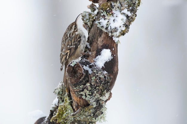A bird is perched on a branch in the snow