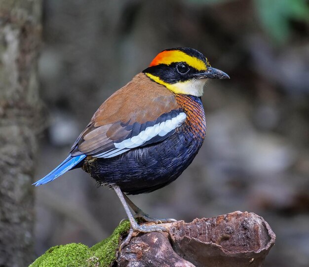 鳥が青とオレンジの頭を持つ枝に座っている