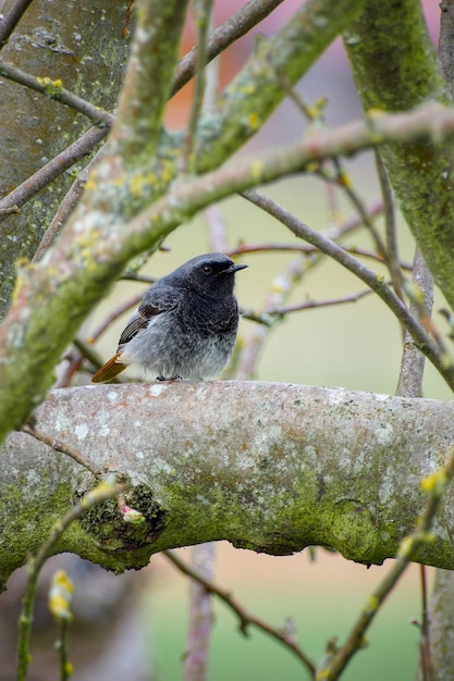 鳥がぼんやりした背景の枝の上に座っている