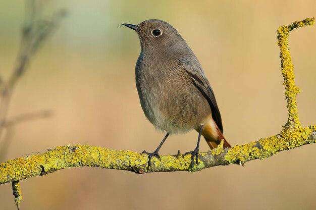 Photo a bird is perched on a branch with a blurry background