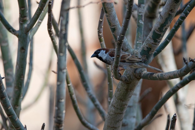 「bird」と書かれた枝に鳥が止まっています。