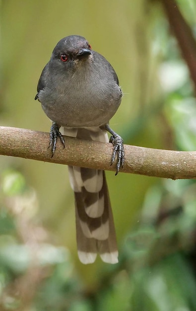 Photo a bird is perched on a branch with the word  tuft  on it