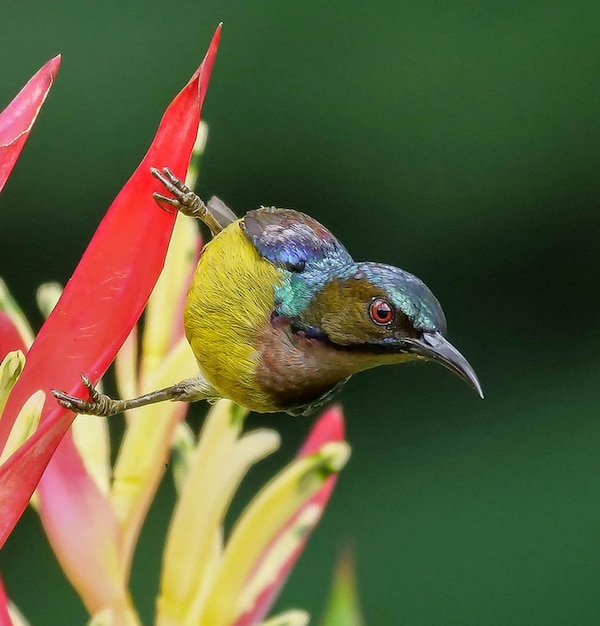 a bird is perched on a red flower with a green background