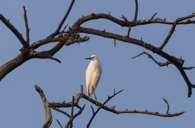 A bird is perched on a tree branch with a blue sky in the background.