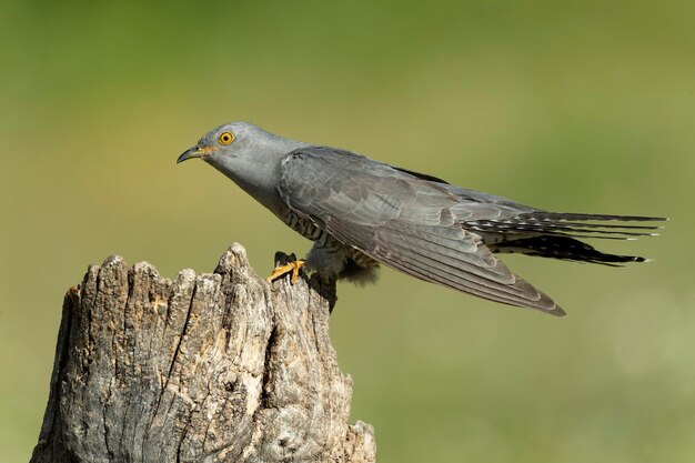 a bird is perched on a tree stump with a green background