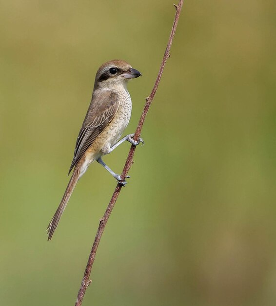 a bird is perched on a twig with a blurred background