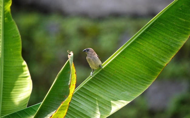 Photo a bird is sitting on a banana leaf