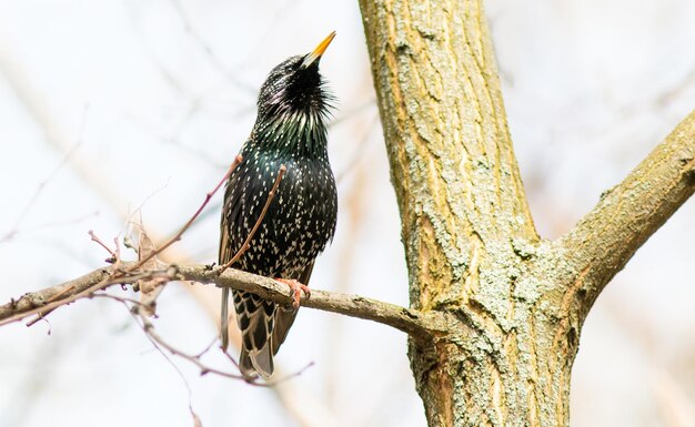 a bird is sitting on a branch and looking at the camera