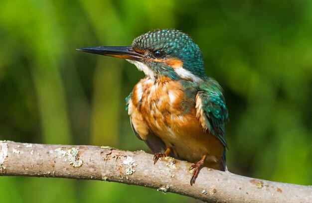 a bird is sitting on a branch with a blurry background