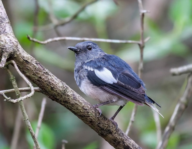 鳥が枝の上に座っておりその上に白いパッチがあります