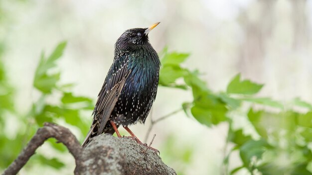 Photo a bird is sitting on a branch with a yellow beak