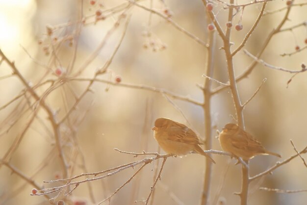 鳥が枝に止まっています