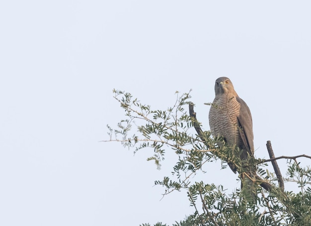 A bird is sitting on a branch