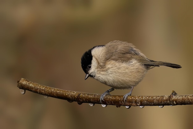 Photo the bird is sitting on a small branch and ready to fly