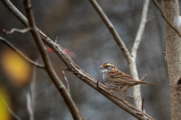 Photo the bird is sitting on the tree limb in the yard