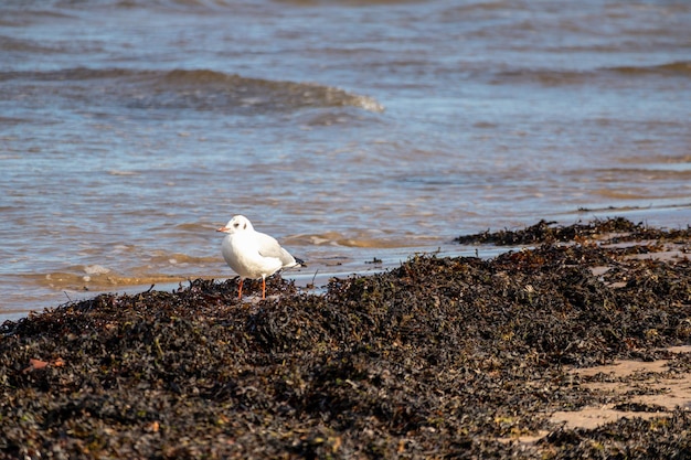 浜辺に鳥が立っている