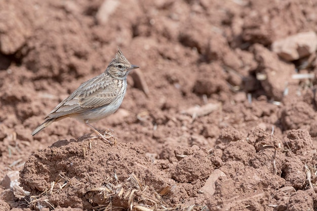 A bird is standing in the dirt