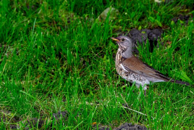 A bird is standing in the grass and the grass is green.