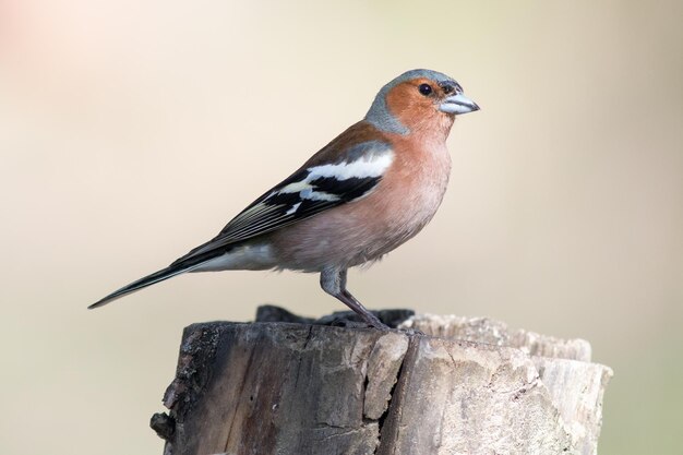 a bird is standing on a stump with a blurry background