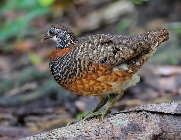 鳥が木の枝の上に立ってカメラを見ている