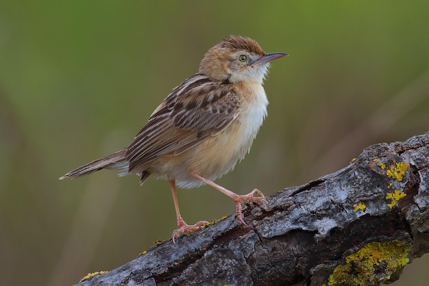 Photo a bird is standing on a tree branch with a green background