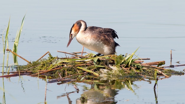 Photo a bird is standing in the water with its beak open