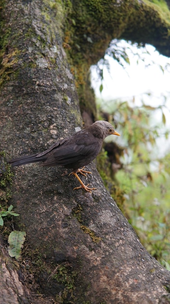 鳥が木の上にいる