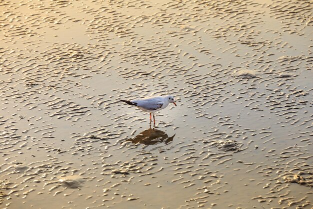 鳥が浜辺を歩いている