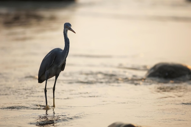 A bird is walking on the beach