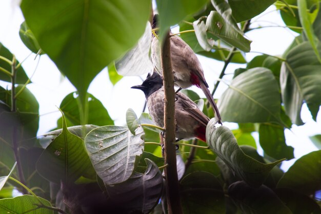 Un uccello nel suo habitat naturale durante una piacevole giornata